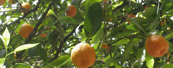 Víctima del celuloide
