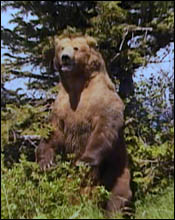 Grizzly Man